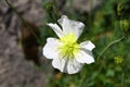 Blooming Papaver tatricum