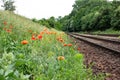 Blooming poppy and railway track