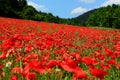 Blooming poppyfield Royalty Free Stock Photo