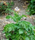 Blooming potato bush in the garden