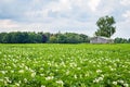 Blooming potato field Royalty Free Stock Photo