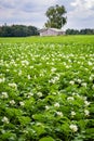 Blooming potato field Royalty Free Stock Photo