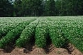 Blooming Potato Field in Wisconsin