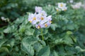 Blooming potato flower on the background of green potato plants