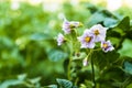 Blooming potato in the garden. Flowers of potato in the backyard close up. Homegrown potato blossom