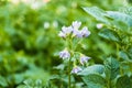 Blooming potato in the garden. Flowers of potato in the backyard close up. Homegrown potato blossom