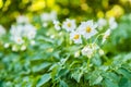 Blooming potato in the garden. Flowers of potato in the backyard close up. Homegrown potato blossom