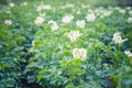 Blooming potato plants Royalty Free Stock Photo