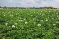 Blooming potato plants Royalty Free Stock Photo