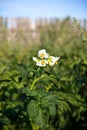 Blooming potato