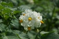 blooming potato white flower in a field close-up