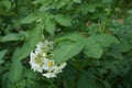 blooming potato white flower in a field close-up Royalty Free Stock Photo