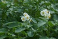 blooming potato white flower in a field close-up Royalty Free Stock Photo