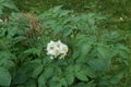 blooming potato white flower in a field close-up Royalty Free Stock Photo