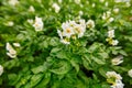 Blooming potato white flower in a field close-up of fresh green Royalty Free Stock Photo