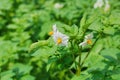 blooming potato white flower in a field close-up Royalty Free Stock Photo