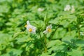 blooming potato white flower in a field close-up Royalty Free Stock Photo