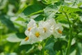 blooming potato white flower in a field close-up Royalty Free Stock Photo