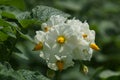 blooming potato white flower in a field close-up Royalty Free Stock Photo