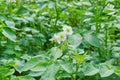 blooming potato white flower in a field close-up Royalty Free Stock Photo