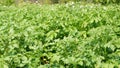 Potatoes in the garden Royalty Free Stock Photo