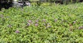 Blooming potatoes. Potato flowers bloom in the sun, grow on a plant. red blooming potato flower on a farm field. organic Royalty Free Stock Photo