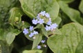 Blooming potatoes, small blue flowers against a background of green foliage
