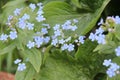 Blooming potatoes, small blue flowers against a background of green foliage Royalty Free Stock Photo