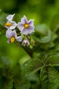 Blooming potatoes Solanum tuberosum with pink flowers. Flowering potato in the organic garden. Selective focus. Royalty Free Stock Photo