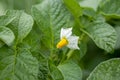 Blooming potatoes Solanum tuberosum white flowers. Flowering potato in the organic garden. Selective focus Royalty Free Stock Photo