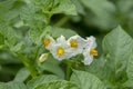 Blooming potatoes Solanum tuberosum white flowers. Flowering potato in the organic garden. Selective focus Royalty Free Stock Photo