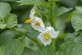 Blooming potatoes Solanum tuberosum white flowers. Flowering potato in the organic garden. Selective focus Royalty Free Stock Photo