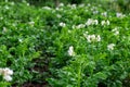 Blooming potatoes. White blooming potato flower on a farm, field. Organic farming concept Royalty Free Stock Photo