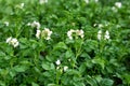 Blooming potatoes. White blooming potato flower on a farm, field. Organic farming concept Royalty Free Stock Photo