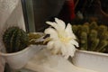 Flowering cactus