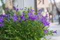 Blooming potted Campanula muralis flowers on a shelf in a flower shop, campanula americana blossom, or violet bellflowers