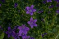Blooming potted Campanula muralis flowers on a shelf in a flower shop, campanula americana blossom, or violet bellflowers