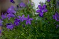 Blooming potted Campanula muralis flowers on a shelf in a flower shop, campanula americana blossom, or violet bellflowers