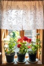 Blooming potted house plants on windowsill at home Royalty Free Stock Photo