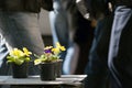 Blooming potted plant being sold on the street and dark people passing by. Indifference attitude and ignore concept