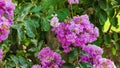 Blooming powhatan lagerstroemia detail