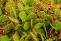 Blooming prickly cactus close-up top view. Prickles texture