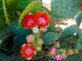 Blooming Prickly Pear cactus desert landscape Royalty Free Stock Photo