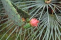 Blooming Prickly Pear with cactus fruits and flowers