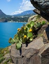 Blooming prickly pear growing on a rocky ledge of the Crimean mountains Royalty Free Stock Photo