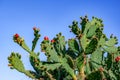 Blooming prickly pear tree, close-up, isolated on blue sky background Royalty Free Stock Photo