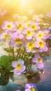 Blooming primrose flowers with drops of water close-up background. Ai generated