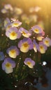 Blooming primrose flowers with drops of water close-up background. Ai generated