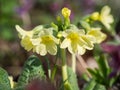 Primula elatior oxlip- yellow spring flower