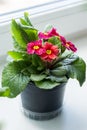 blooming primula in a pot. domestic gardening .